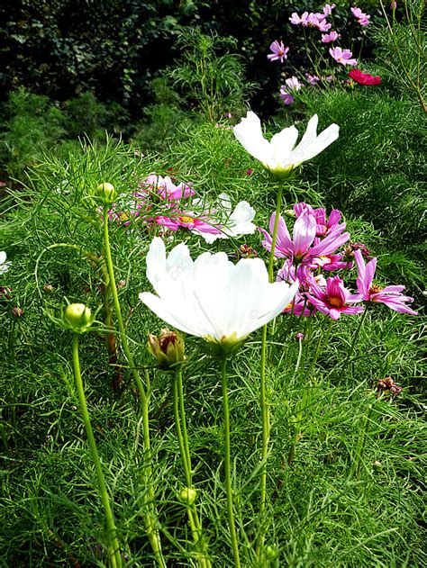 Pink And White Autumn English Flowers In The Grass Background Autumn