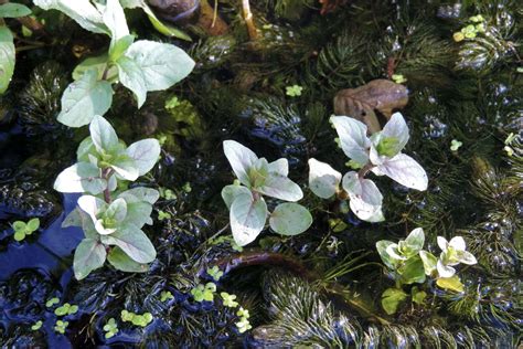 Minze Das Aromatische Heilkraut Im Eigenen Garten Plantura