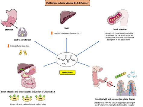 Vitamin B12 Metabolism Pathway