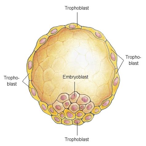 Trophoblast-Tumoren - eesom Gesundheitsportal