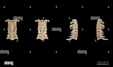 Cervical Vertebrae Multiple Views Stock Photo Alamy