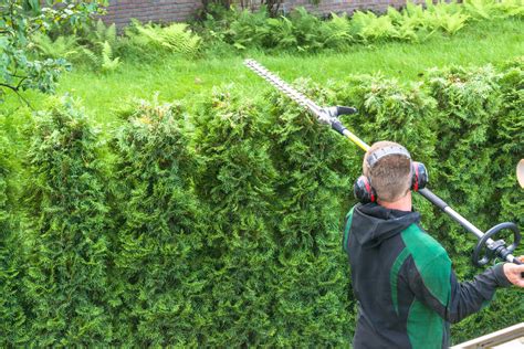 Hedge Cutting Maintaining Your Cedar Hedge Throughout The Seasons