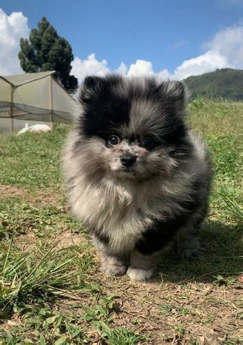 Busca Cachorros Pomerania Lulu Cara Oso Linea Rusa Financiacion A La