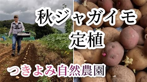 【自然農】秋ジャガイモ定植【つきよみ自然農園】栽培方法 育て方 Youtube