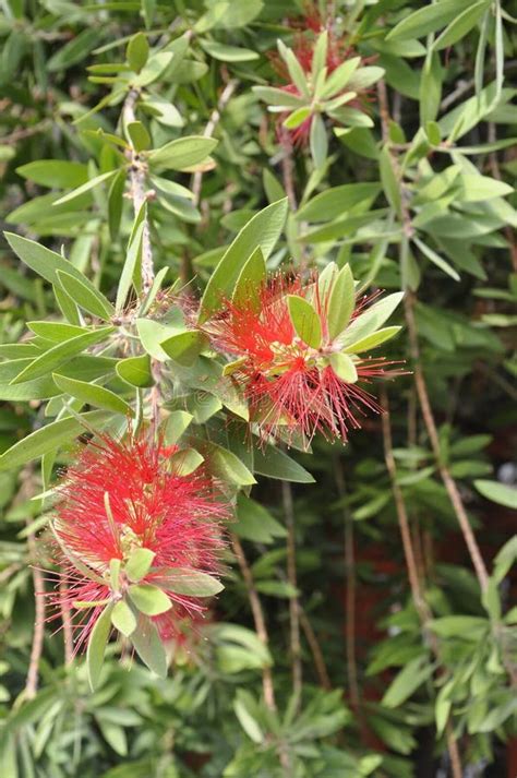 Thassos August 20th Exotic Flowers In Potos Village From Thassos Island In Greece Stock Image