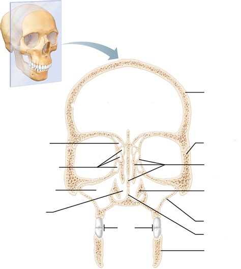 Major Cavities Of The Skull Frontal Section Diagram Quizlet