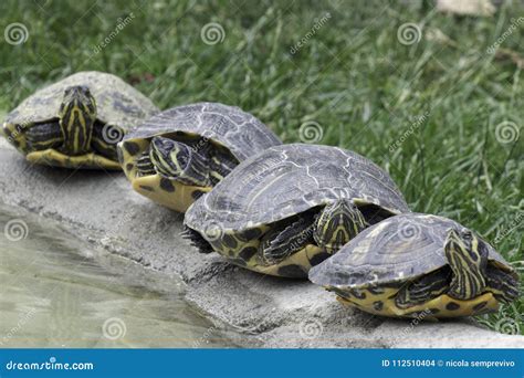 Four Turtles Share A Log Royalty-Free Stock Image | CartoonDealer.com #166776154