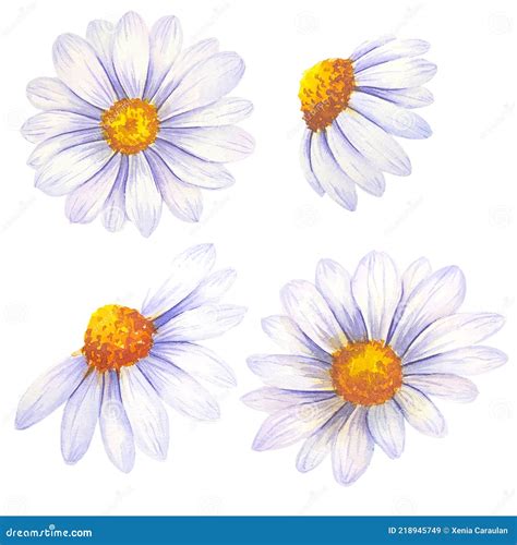 Watercolor Daisy Flower Clipart Realistic Vector Illustration