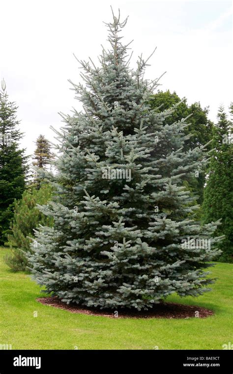 Picea pungens "Glauca Stock Photo - Alamy