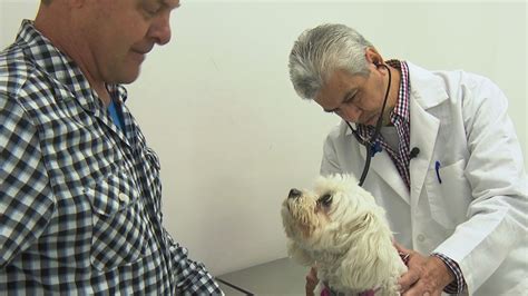 Beyond the Border: Americans save money on pet care in Tijuana | cbs8.com