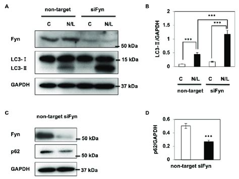 Fyn Kinase Inhibits Autophagy In Hk 2 Cells A Hk 2 Cells Were