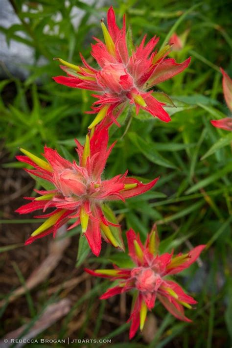 Indian Paintbrush North Fork Grand Teton National Park John The