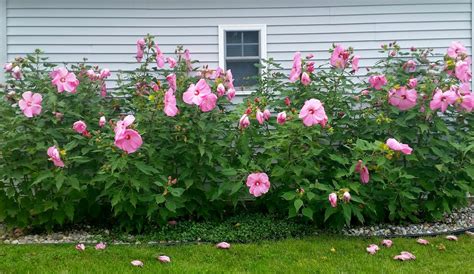 A Rose In The Garden Photo Of The Day Pink Hibiscus Hedge