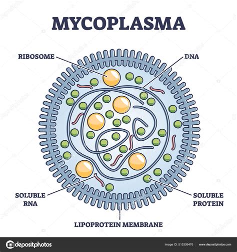 Infección Por Micoplasma Enfermedad Respiratoria Diagrama Ilustrativo