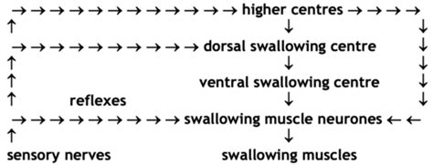 N24 Swallowing Flashcards Quizlet