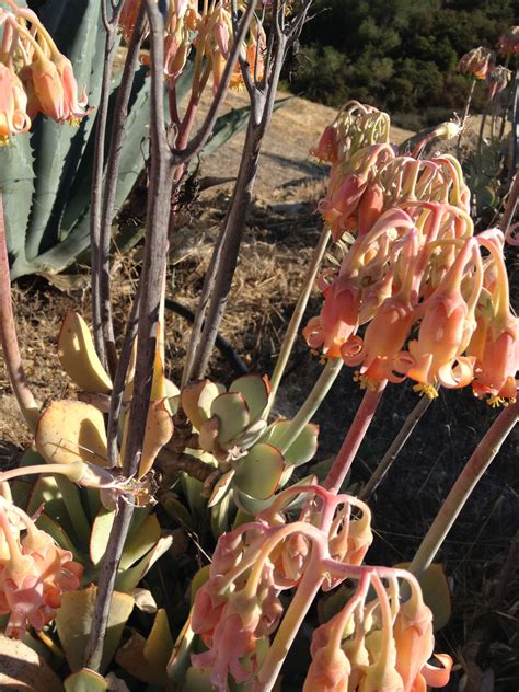 Topanga Flowers California Flowers Plants Garden