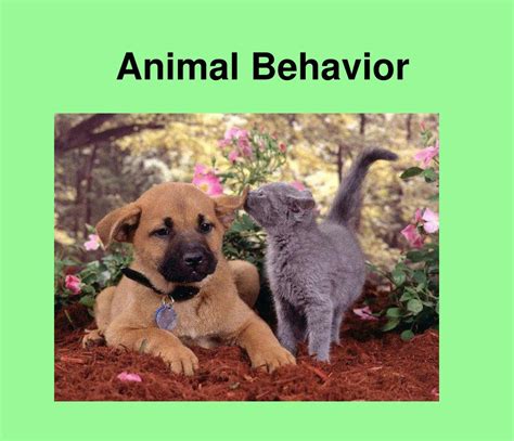 Ppt Animal Behavior Powerpoint Presentation Free Download Id2805122