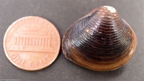 Freshwater Clams Care Food Size Lifespan And Tankmates Video