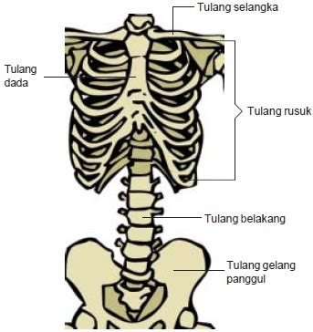 Bagian-Bagian Rangka Tubuh Manusia dan Fungsinya ( Rangka Kepala, Badan ...