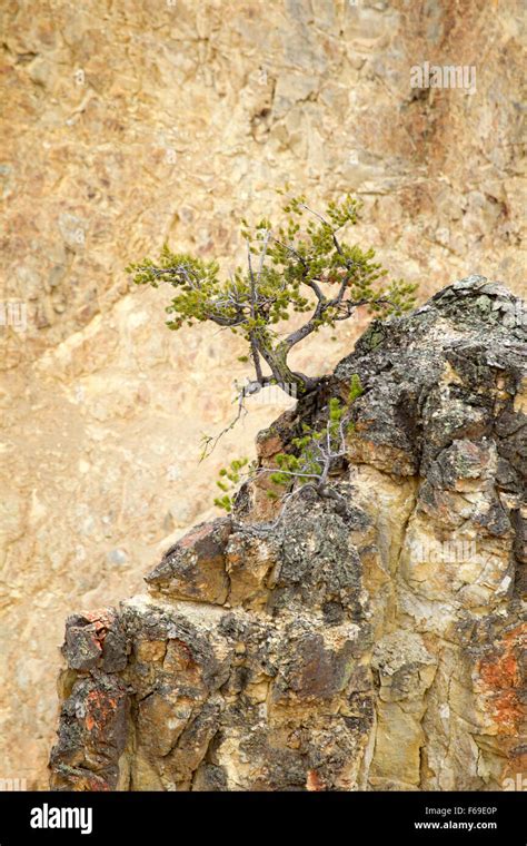 Tree Growing Out Rock Hi Res Stock Photography And Images Alamy