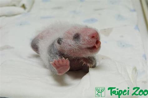 Baby Panda Born at the Taipei Zoo