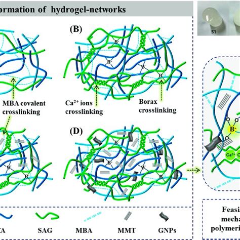 Schematic Illustration Of The Formation Of Hydrogel Networks A