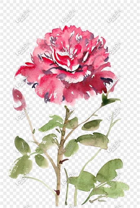 Descubra 48 Kuva Rose Rouge Aquarelle Thptnganamst Edu Vn