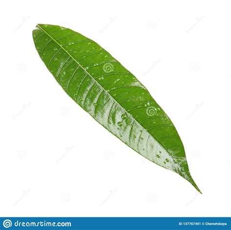 Hoja Verde Del Mango Con Descensos Del Agua En El Fondo Blanco Imagen