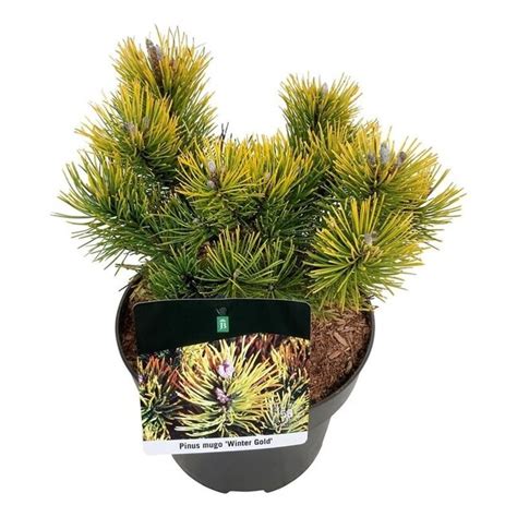 Kiefer Pinus Mugo Winter Gold Schnelle Lieferung Fleurdirect