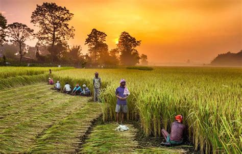 Centre Rolls Out Free Foodgrains Scheme For Over 80 Crore Poor