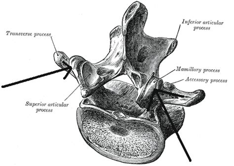 Mammillary Process