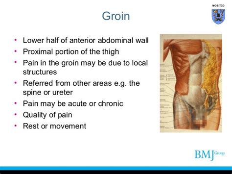 Anatomy Of Groin