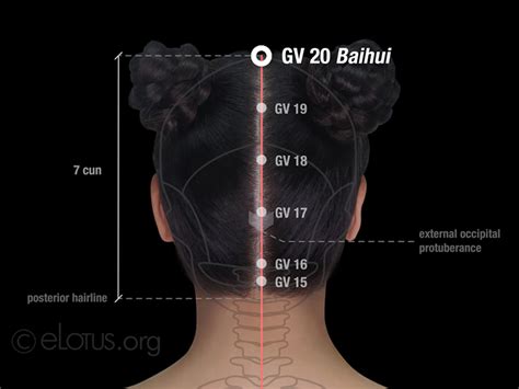 Baihui GV 20 Master Tung S Acupuncture ELotus CORE