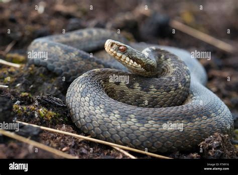 Common european adder hi-res stock photography and images - Alamy