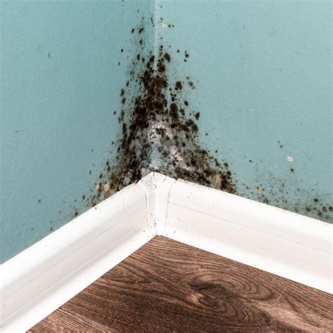 How To Get Rid Of Black Mold The Home Depot