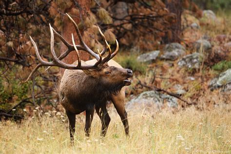 Rocky Mountain Bull Elk