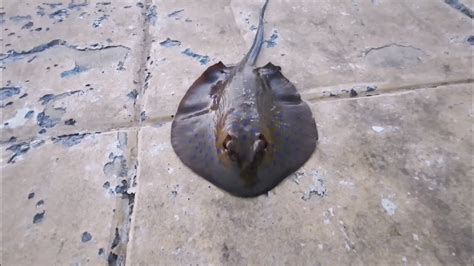 Caught Stingray Catchandrelease Fishing Youtube