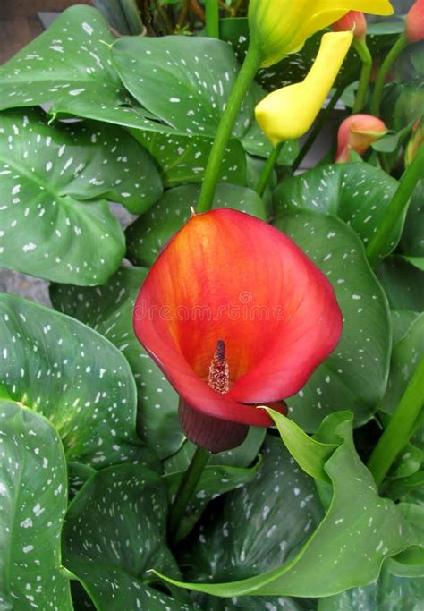 Red Calla Lily Or Zantedeschia Flowers Stock Photo Image Of Garden