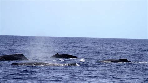 Why Do Whales Sing Pacific Whale Foundation