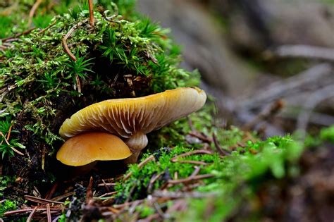 La Nature For T Champignons Photo Gratuite Sur Pixabay Pixabay