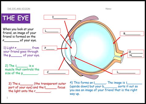 The Eye And Vision Ks Activate Science Teaching Resources