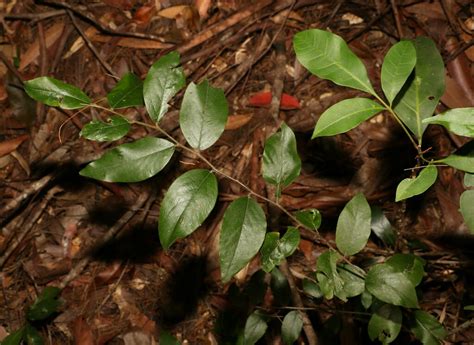 Petalostigma Triloculare From Tewantin Noosa Bal Queensland