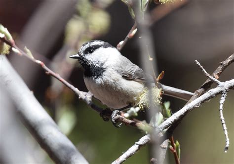 Mountain Chickadee Audubon Field Guide