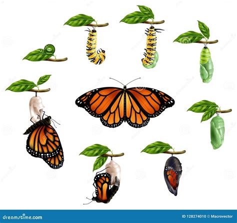 Ciclo De Vida De Las Mariposas Mariposas Porn Sex Picture