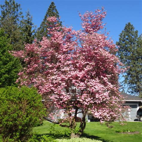 Pink Dogwood Trees for Sale at Arbor Day's Online Tree Nursery - Arbor ...