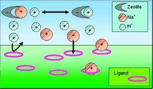 A Schematic Diagram Of Ion Exchange In A Zeolite Suspended In An