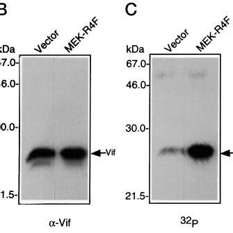 In Vivo Phosphorylation Of Vif By Mapk Vif Containing A Histidine Tag