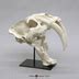 Sabertooth Cat Deluxe Smilodon Skull Antique Finish Bone Clones