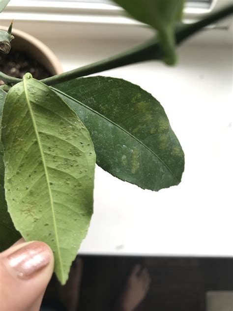 New Lemon Tree Has Raised Dark Bumps On Underside And Yellow Spots On