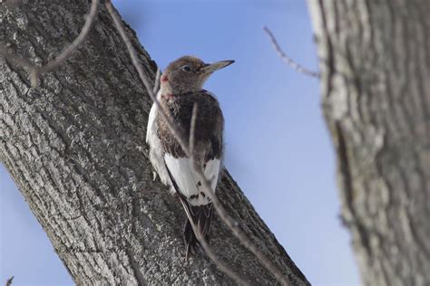 Ann Brokelman Photography: Red-headed Woodpecker - Juvenile Feb 2013